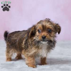Lala, Shorkie Puppy